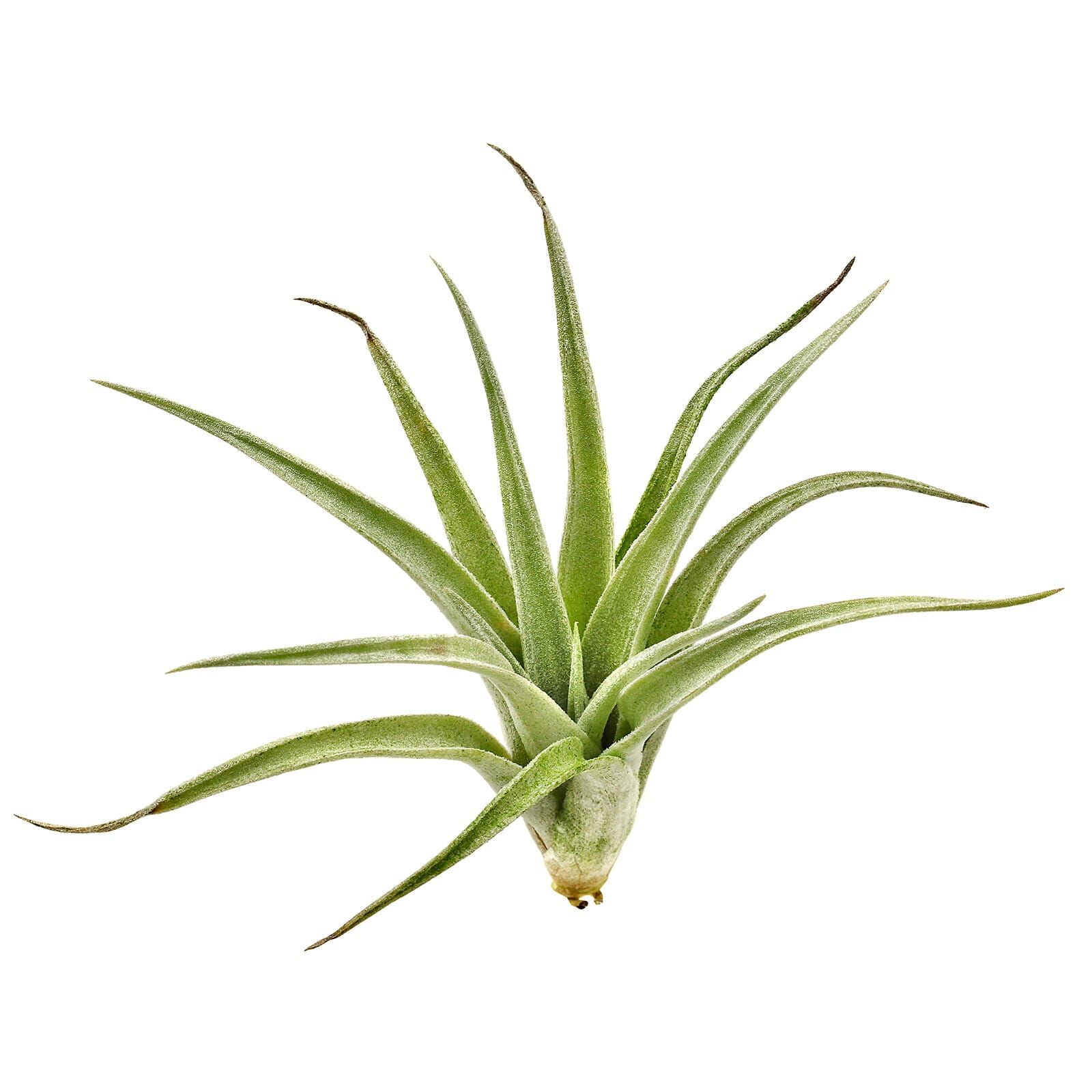 Tillandsia Lorentziana Single Plant M Aquasabi Aquascaping Shop