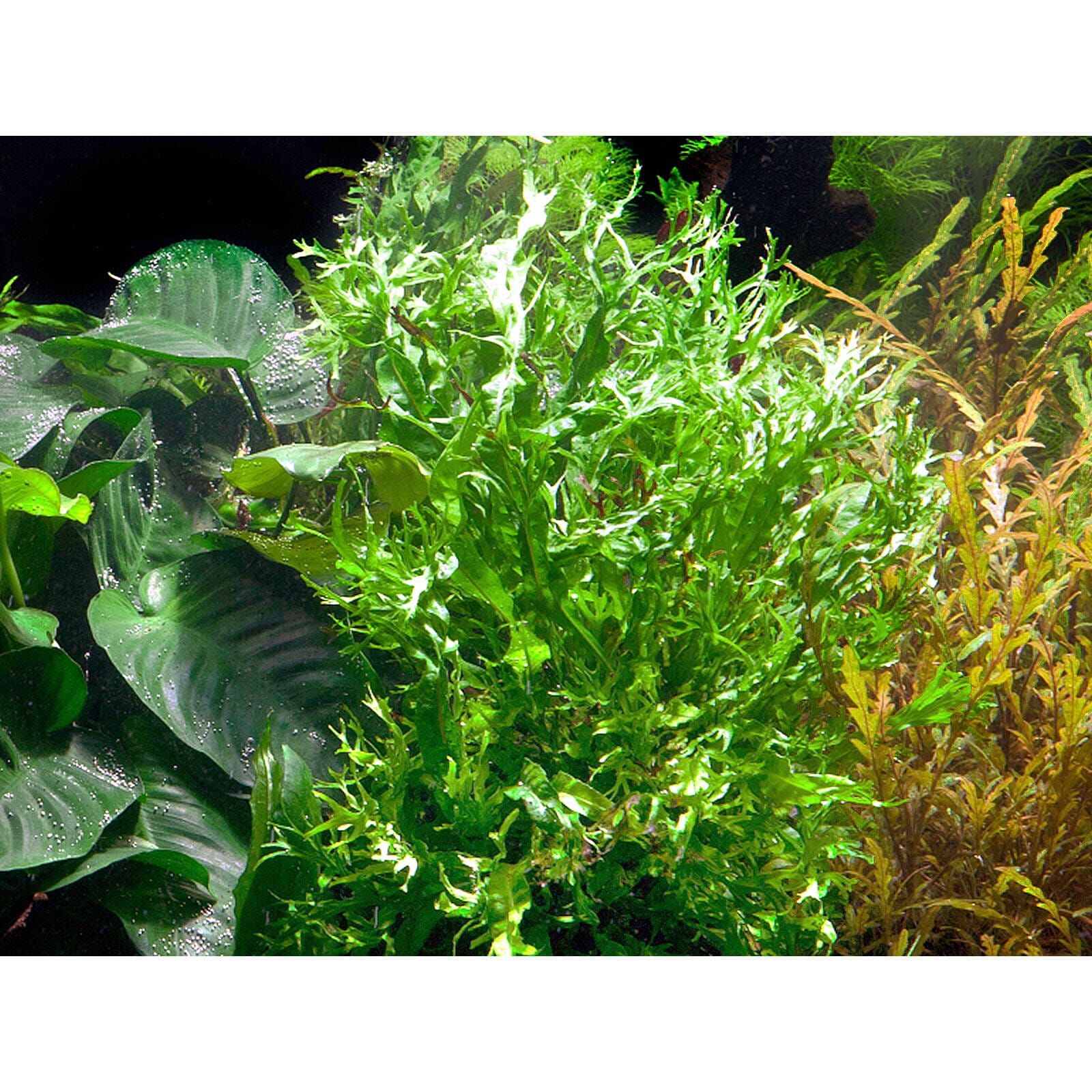 Microsorum Pteropus Windel V Pot Aquasabi Aquascaping Shop