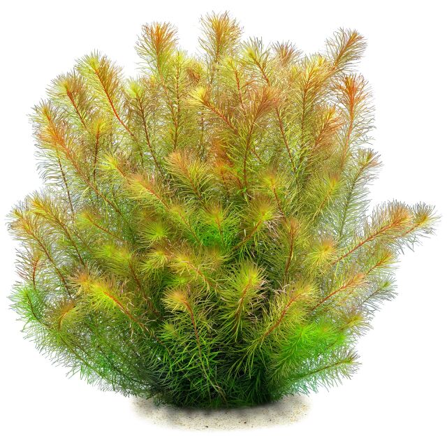 Rotala wallichii &quot;Bangladesh&quot;