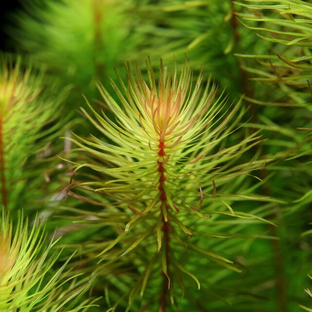 Rotala wallichii &quot;Bangladesh&quot;