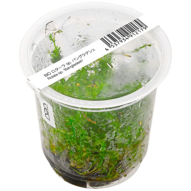 Rotala wallichii &quot;Bangladesh&quot;