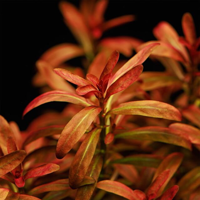 Rotala ramosior &quot;Sunset&quot;