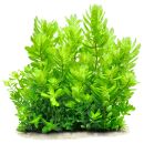 Rotala sahyadrica