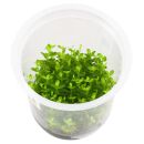 Rotala rotundifolia Fujian