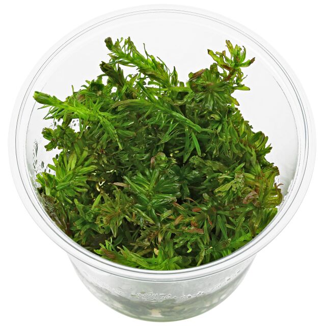 Rotala wallichii &quot;Bangladesh&quot;