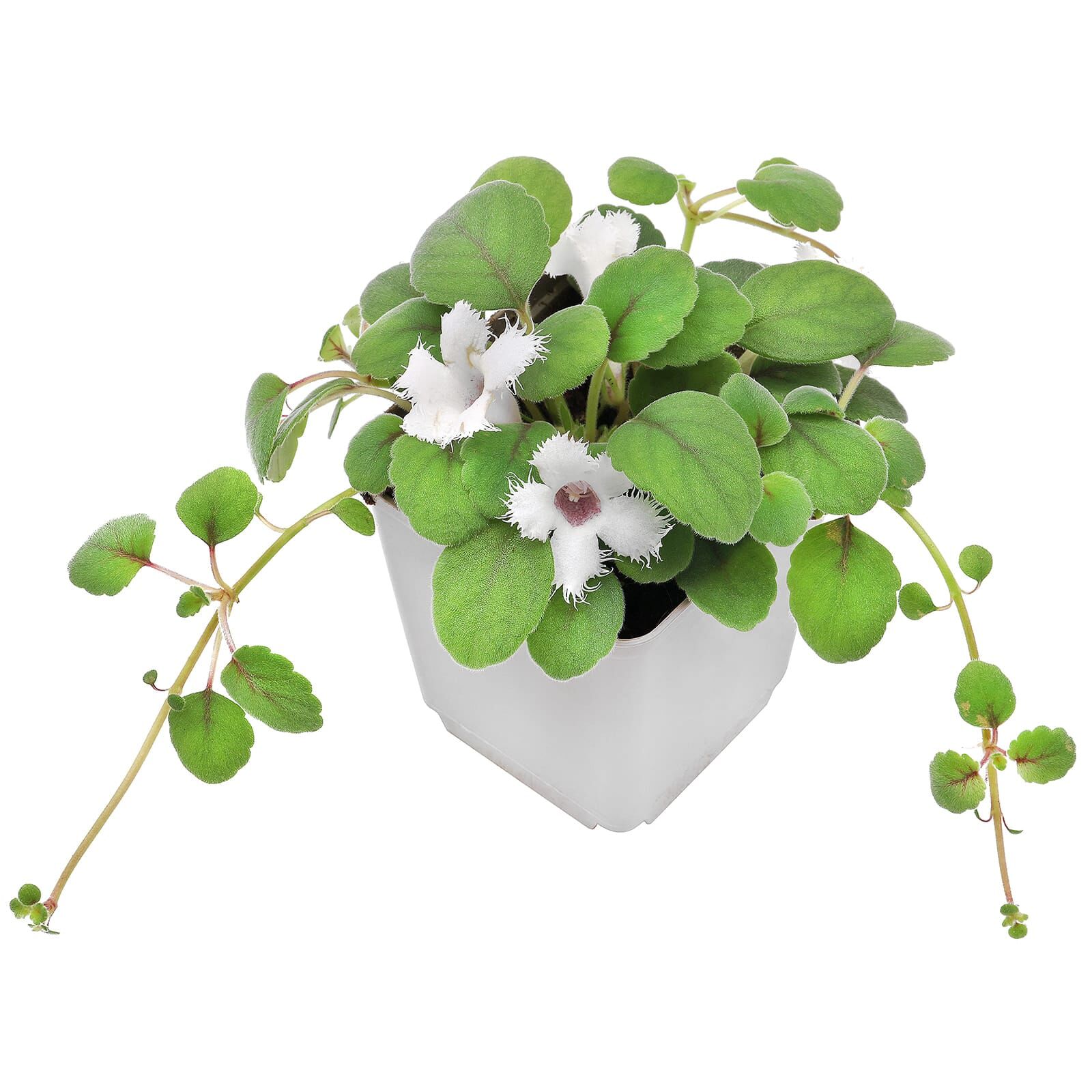 Alsobia dianthiflora (Episcia dianthiflora) | Aquasabi - Aquascaping Shop