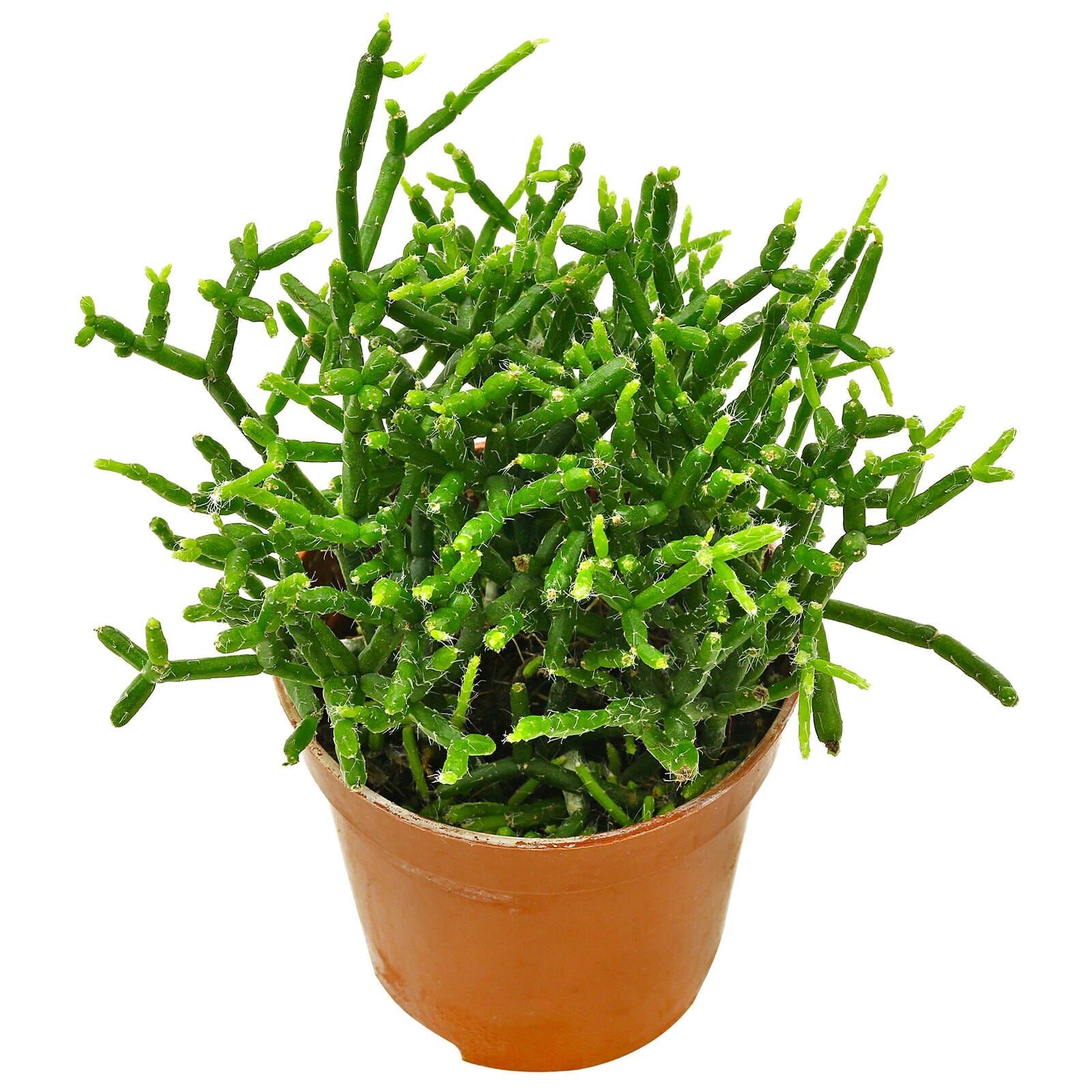 Rhipsalis cereuscula | Aquasabi - Aquascaping Shop