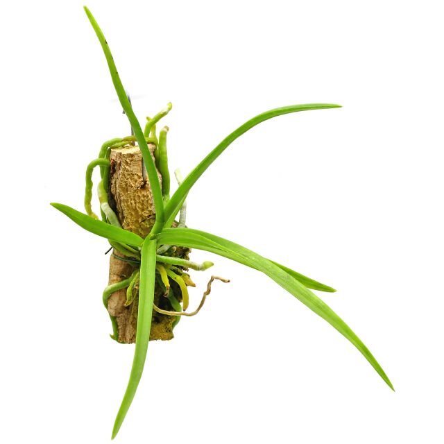Holcoglossum subulifolium &times; Vanda coerulescens