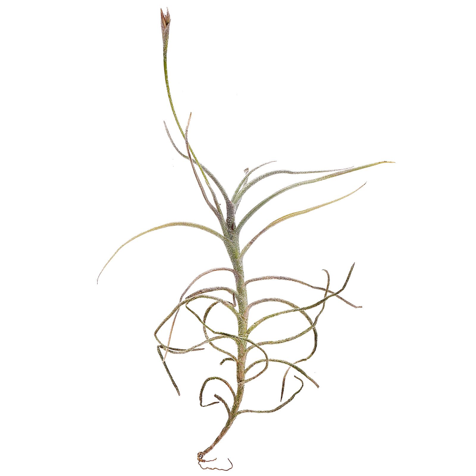 Tillandsia bandensis &times; crocata