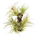 Tillandsia capitata "Peach"