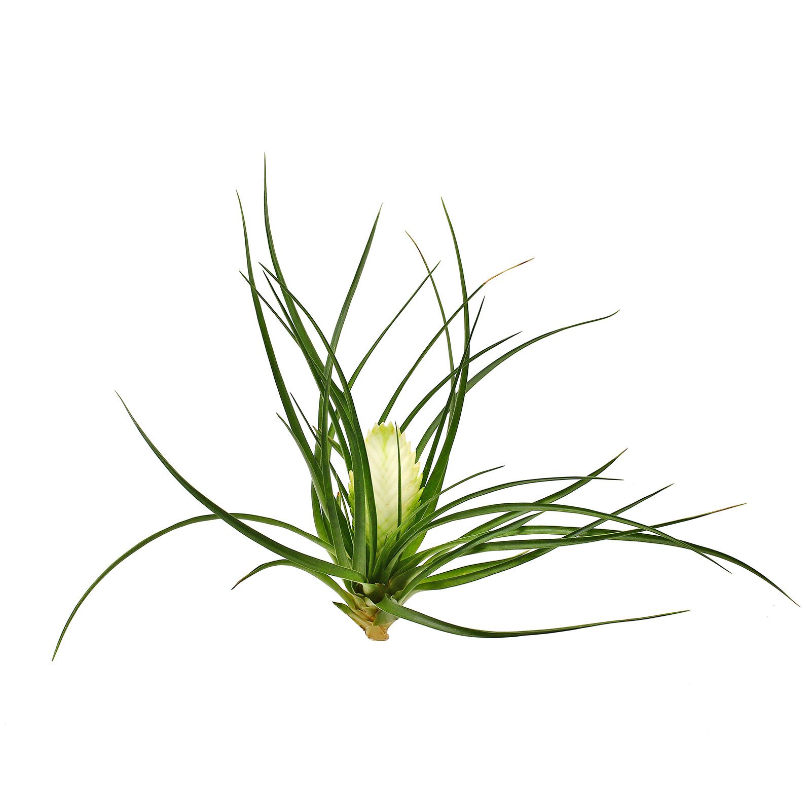 Wallisia cyanea (Tillandsia cyanea) 'Bianca' ('White')