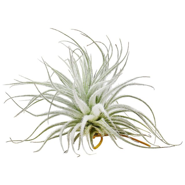 Tillandsia tectorum &quot;Snow&quot;