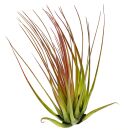 Tillandsia tricolor "Melanocrater"