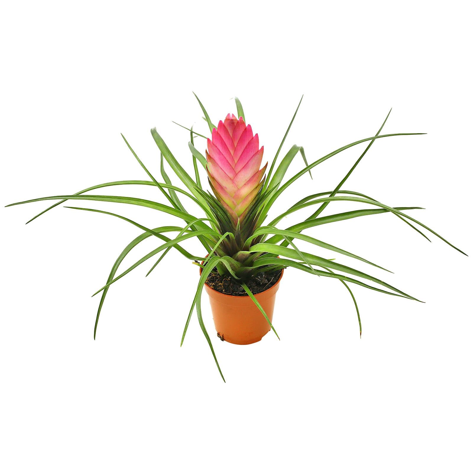 Wallisia cyanea (Tillandsia cyanea) | Aquasabi - Aquascaping Shop