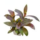 Tradescantia pallida - Pot L