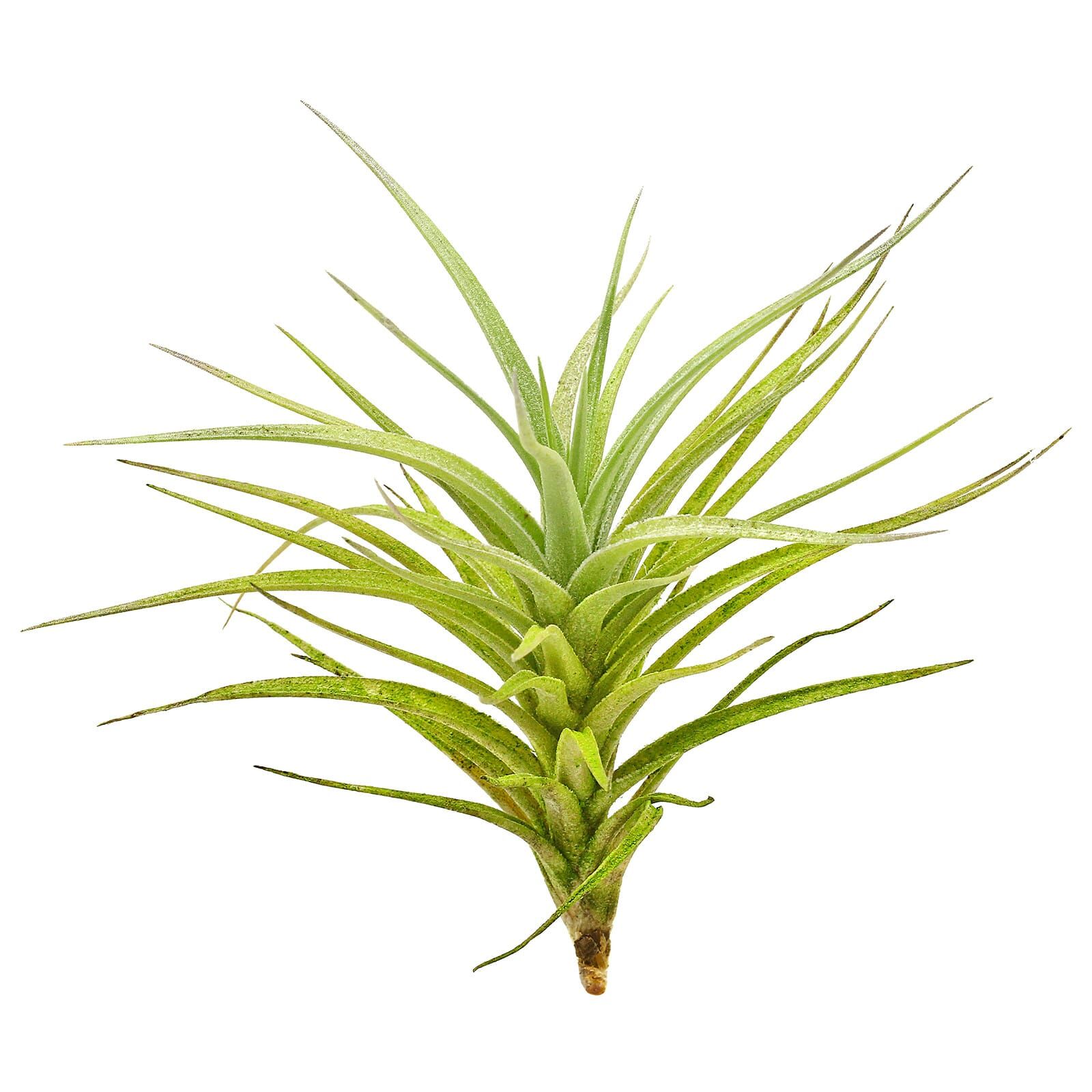 Tillandsia aeranthos - Single plant - M | Aquasabi - Aquascaping Shop