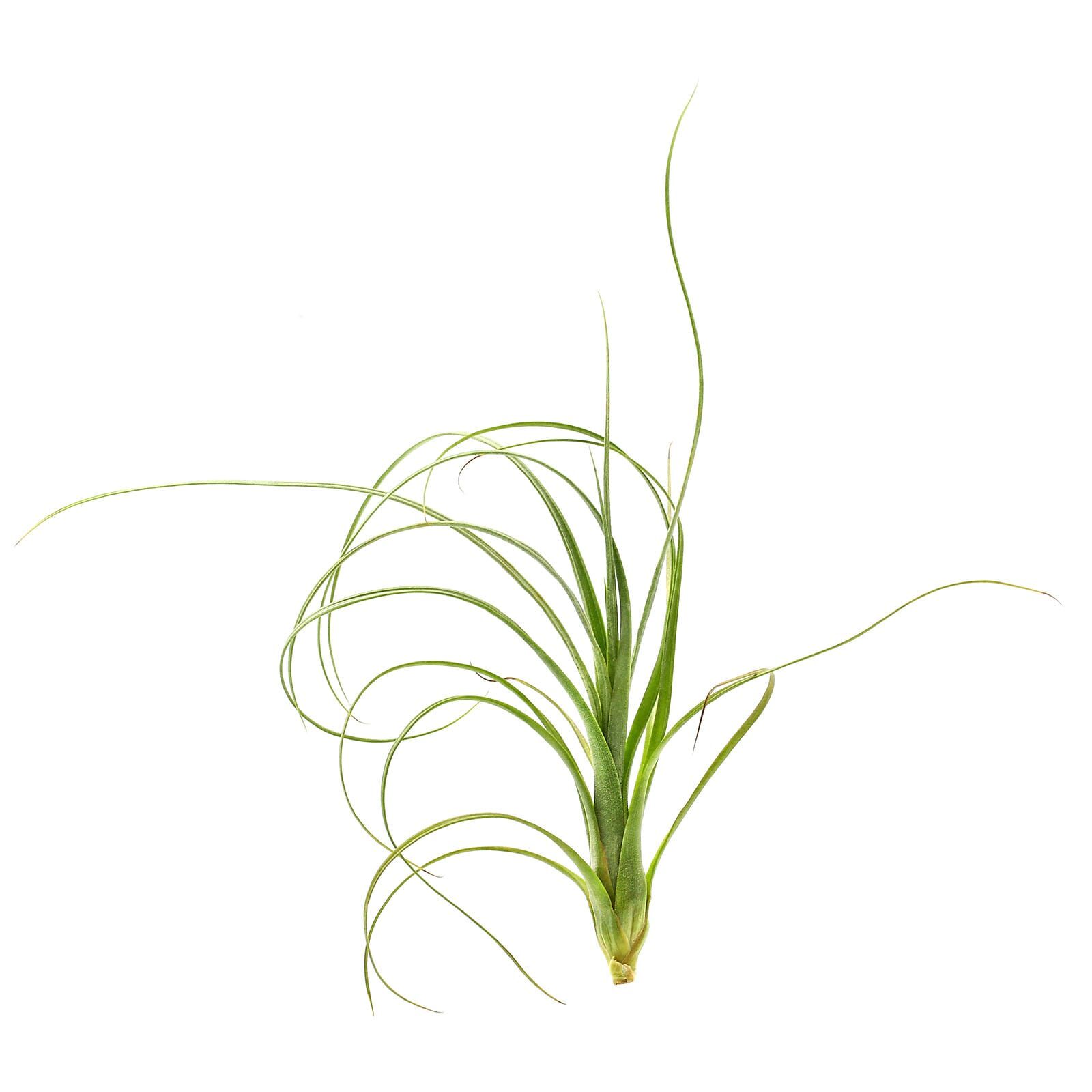 Tillandsia balbisiana