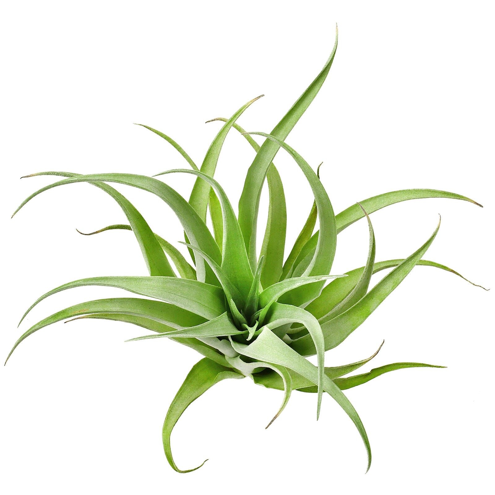 Tillandsia Capitata 