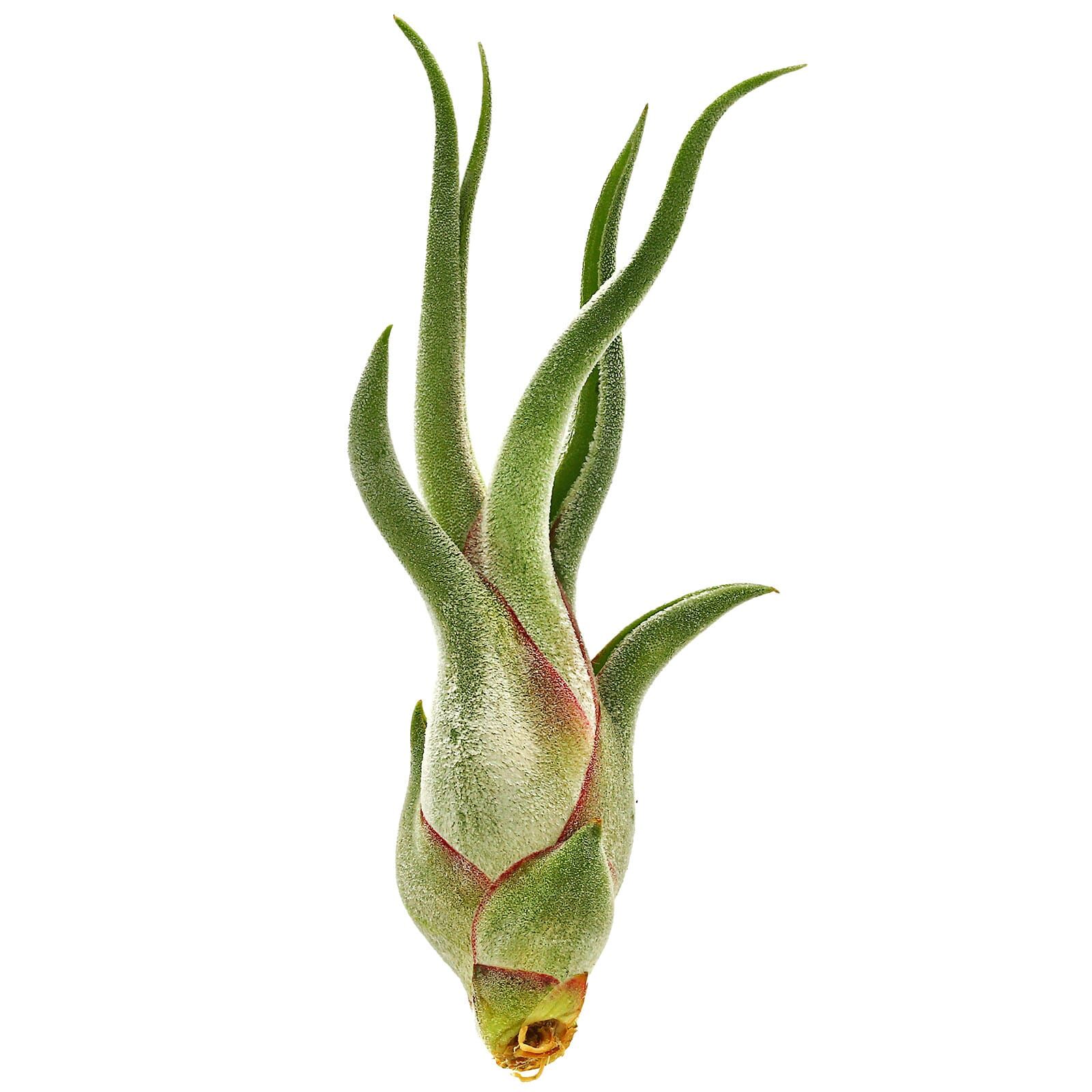 Tillandsia caput-medusae | Aquasabi - Aquascaping Shop