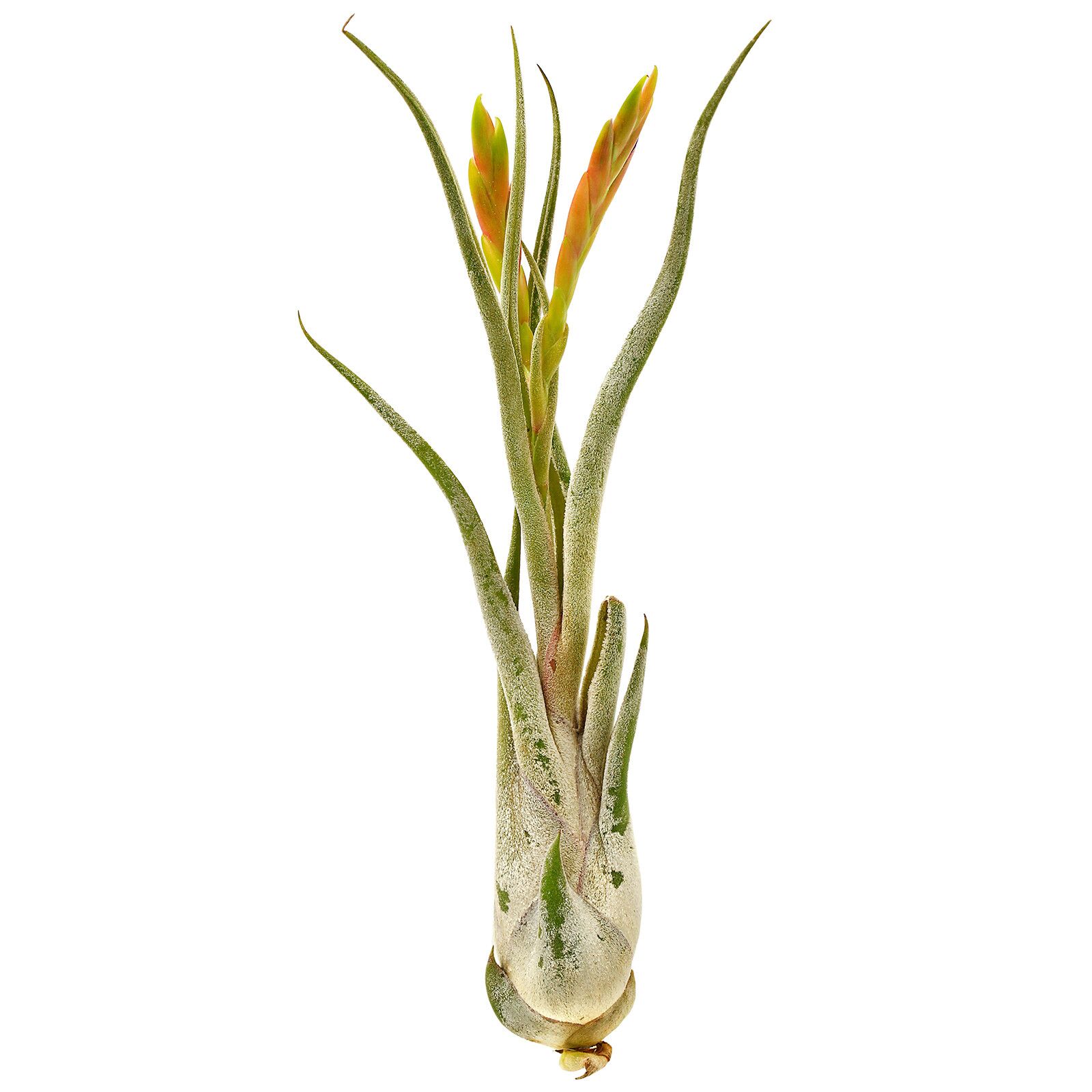 Tillandsia caput-medusae - Single plant - L | Aquasabi 