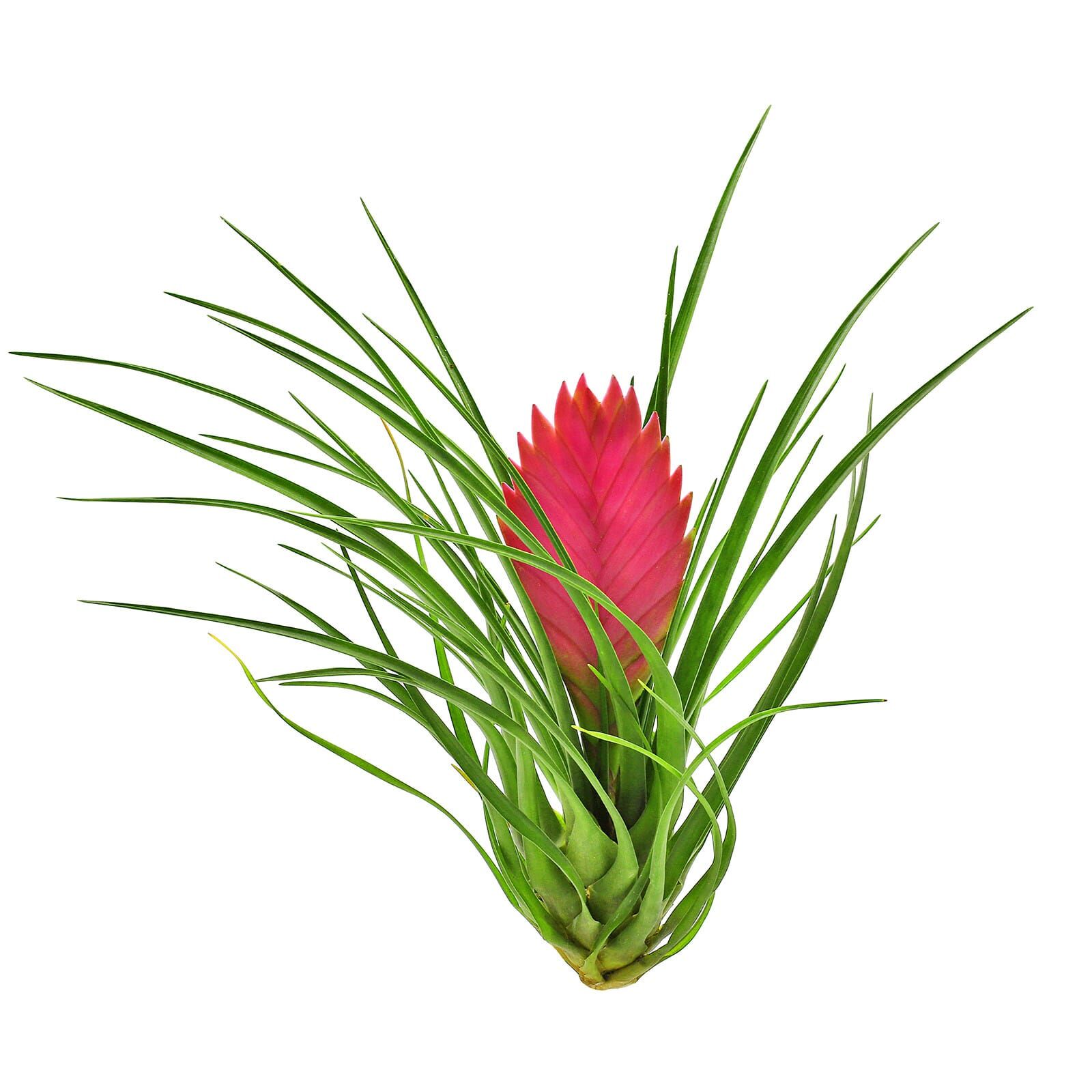 Wallisia cyanea (Tillandsia cyanea) - Single plant - L | Aquasabi ...