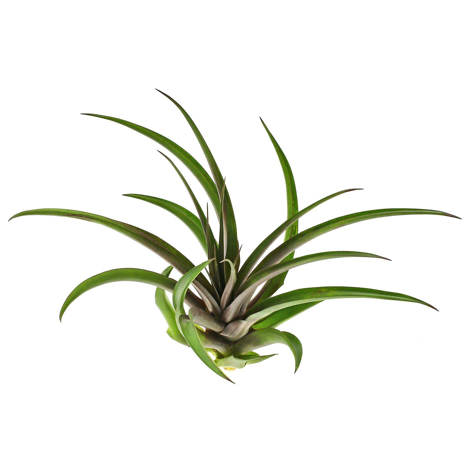 Wallisia cyanea (Tillandsia cyanea) 'Anton' - Single plant - M ...