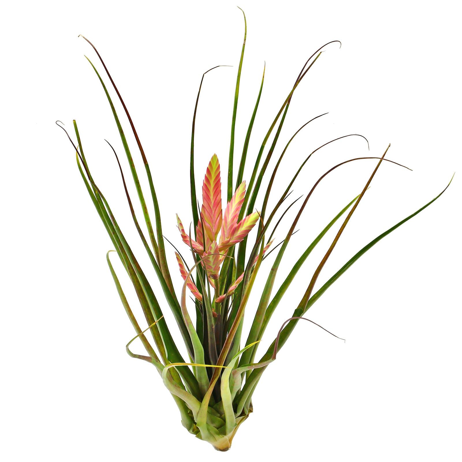 Wallisia cyanea (Tillandsia cyanea) 'Anton' | Aquasabi - Aquascaping Shop