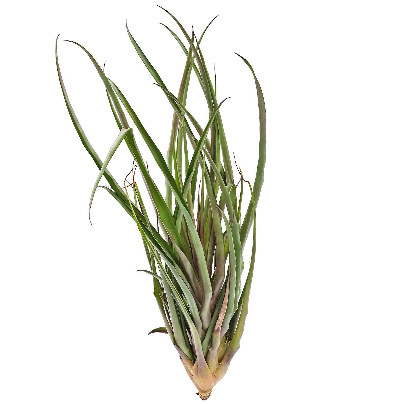 Wallisia cyanea (Tillandsia cyanea) 'Anton' - Single plant - XL - 40 ...