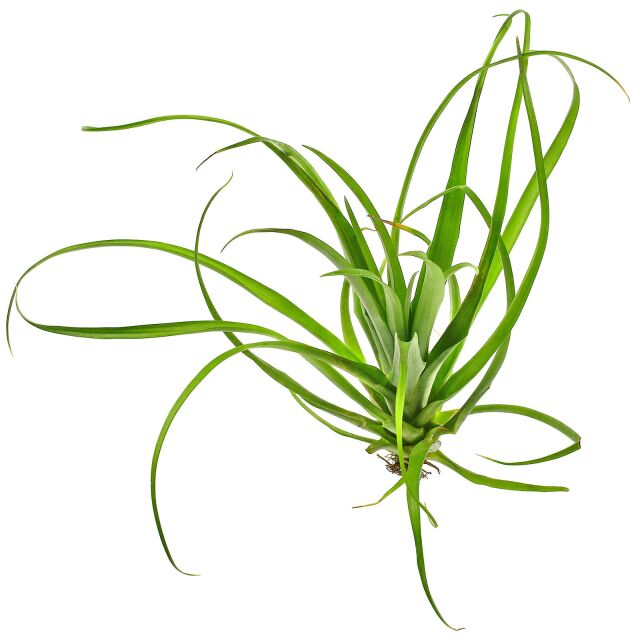 Tillandsia flabellata