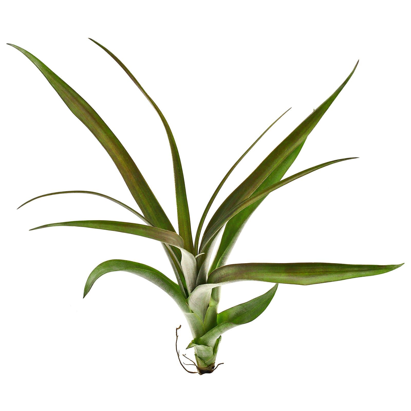 Tillandsia flabellata 'Dark Leaf Spirit' - Single plant - M | Aquasabi ...