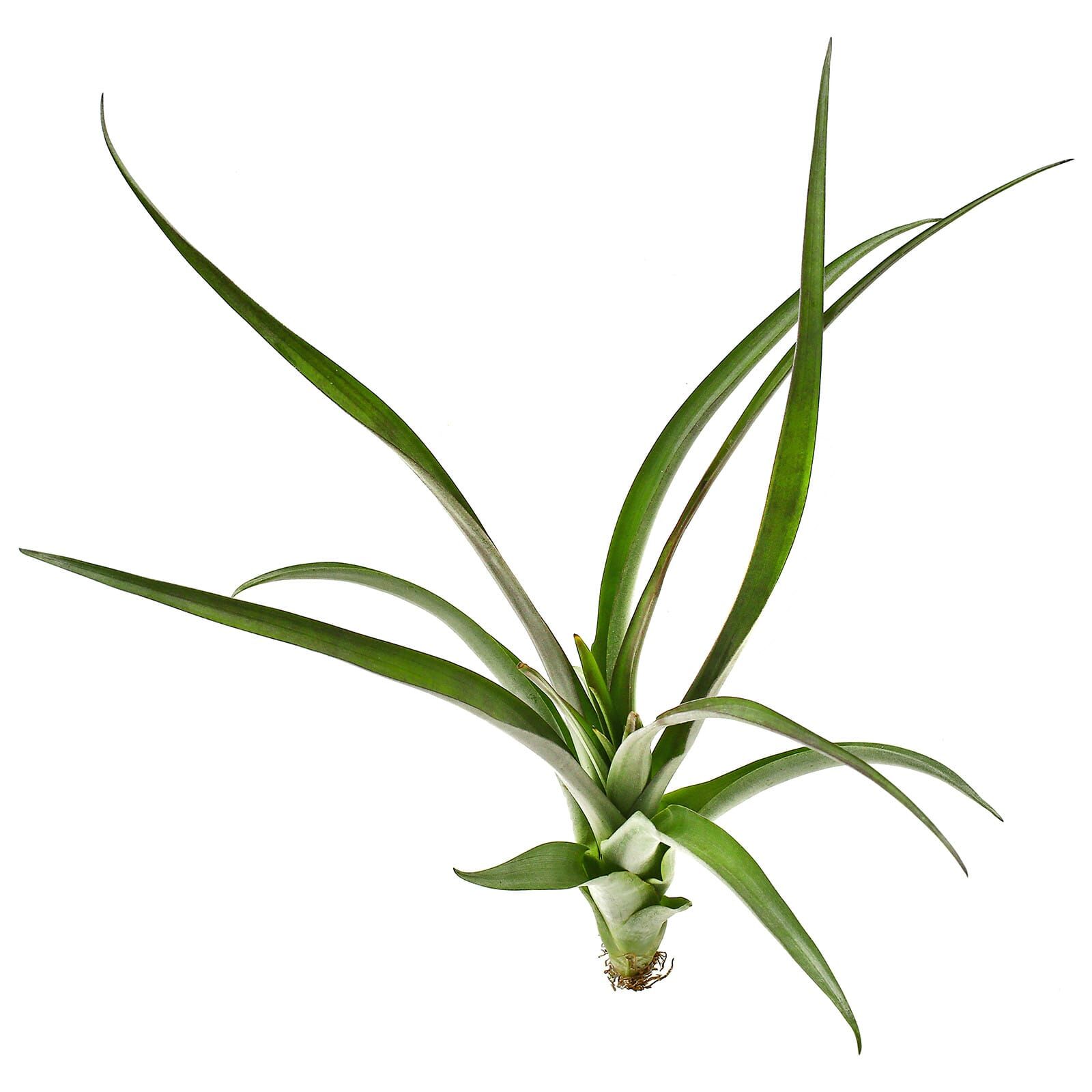 Tillandsia flabellata 'Dark Leaf Spirit' | Aquasabi - Aquascaping Shop