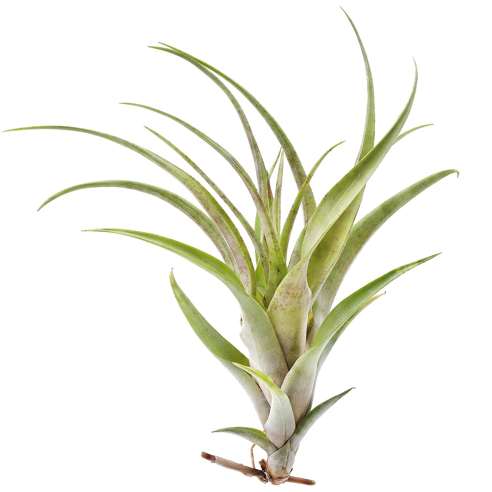 Tillandsia flexuosa 'Vivipara' - Single plant - L | Aquasabi ...