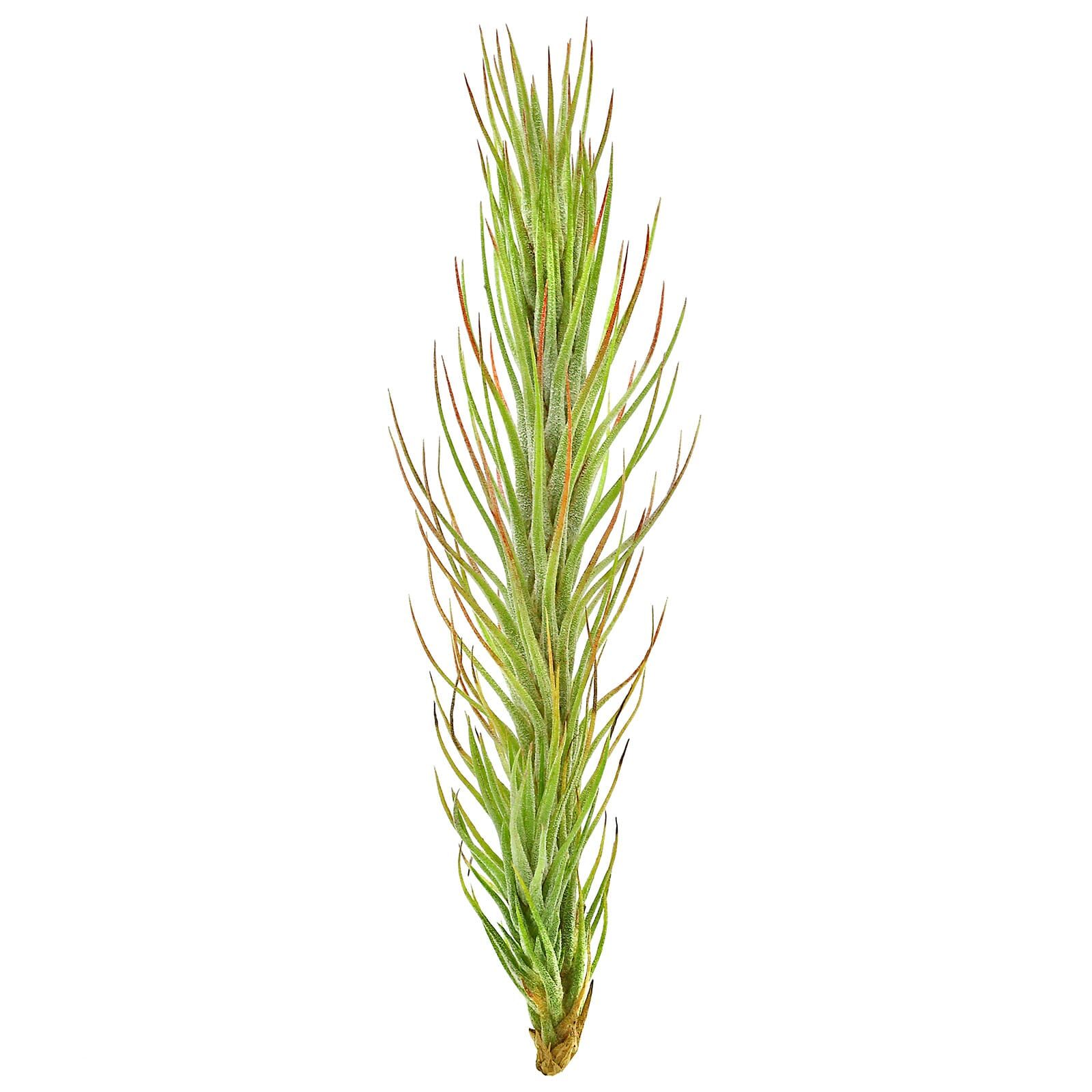 Tillandsia funckiana | Aquasabi - Aquascaping Shop