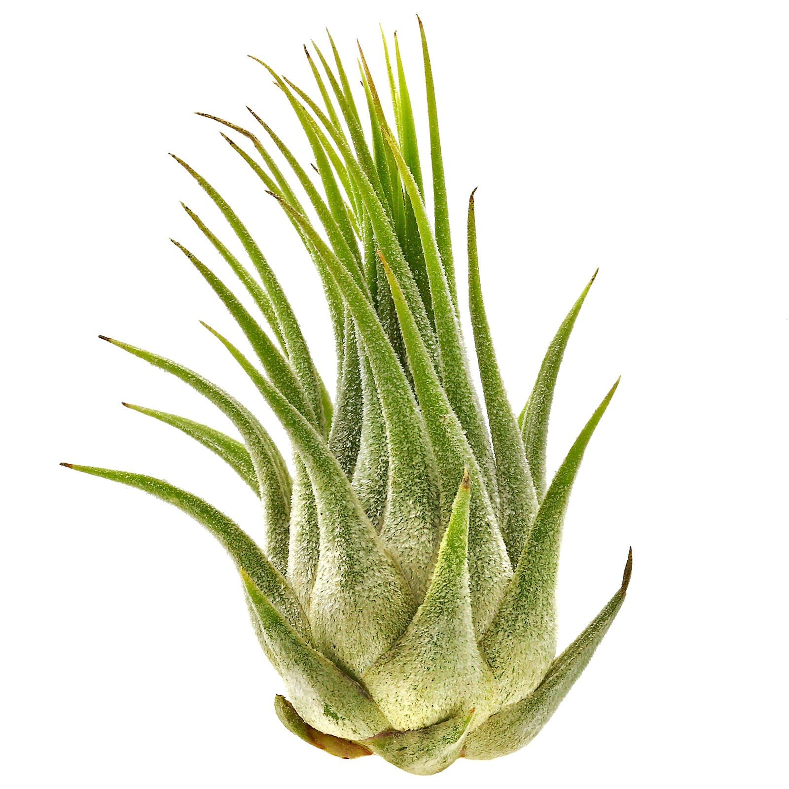 Tillandsia ionantha var. ionantha - Single plant - M | Aquasabi ...