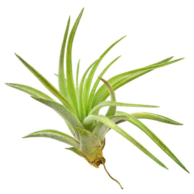 Tillandsia kammii