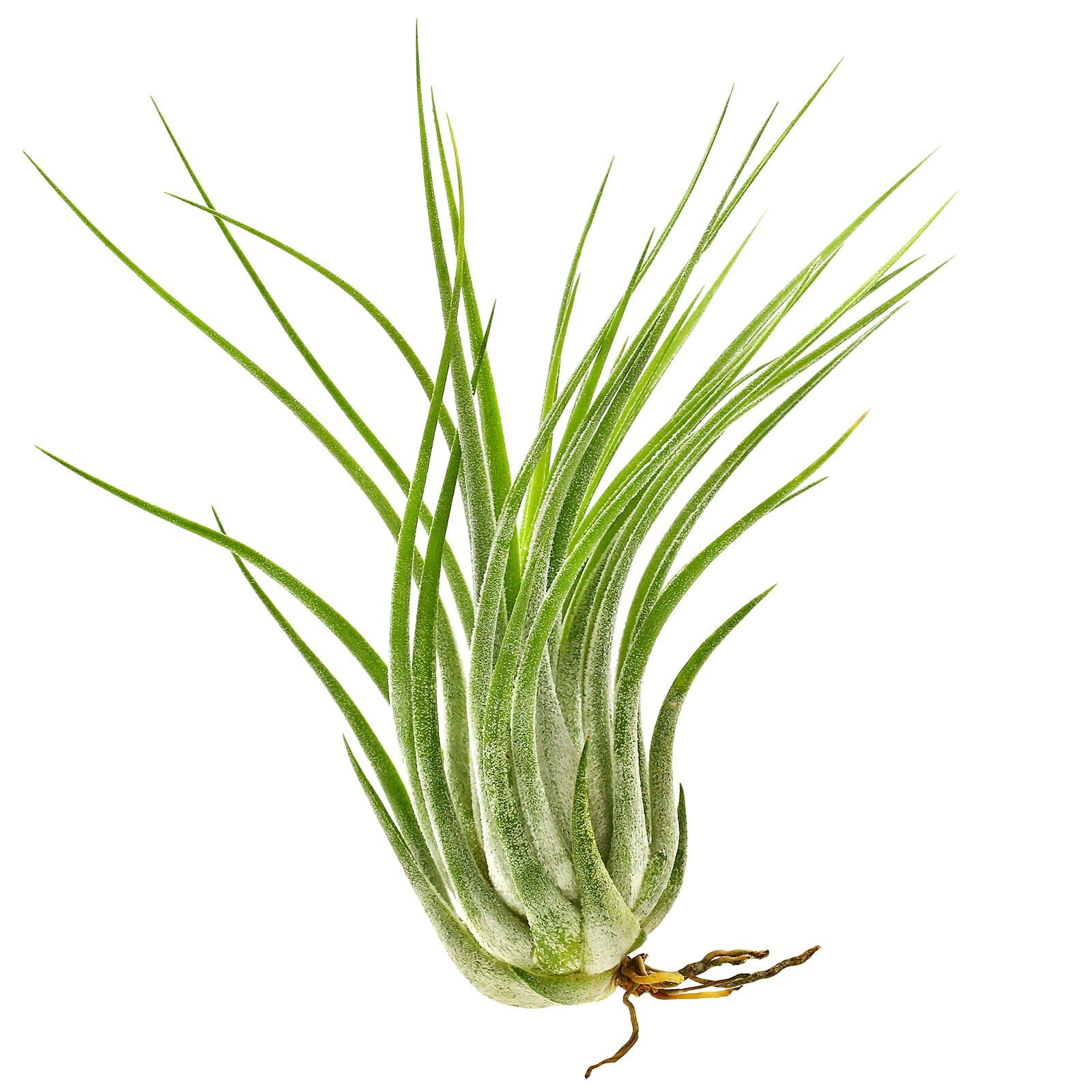 Tillandsia kolbii