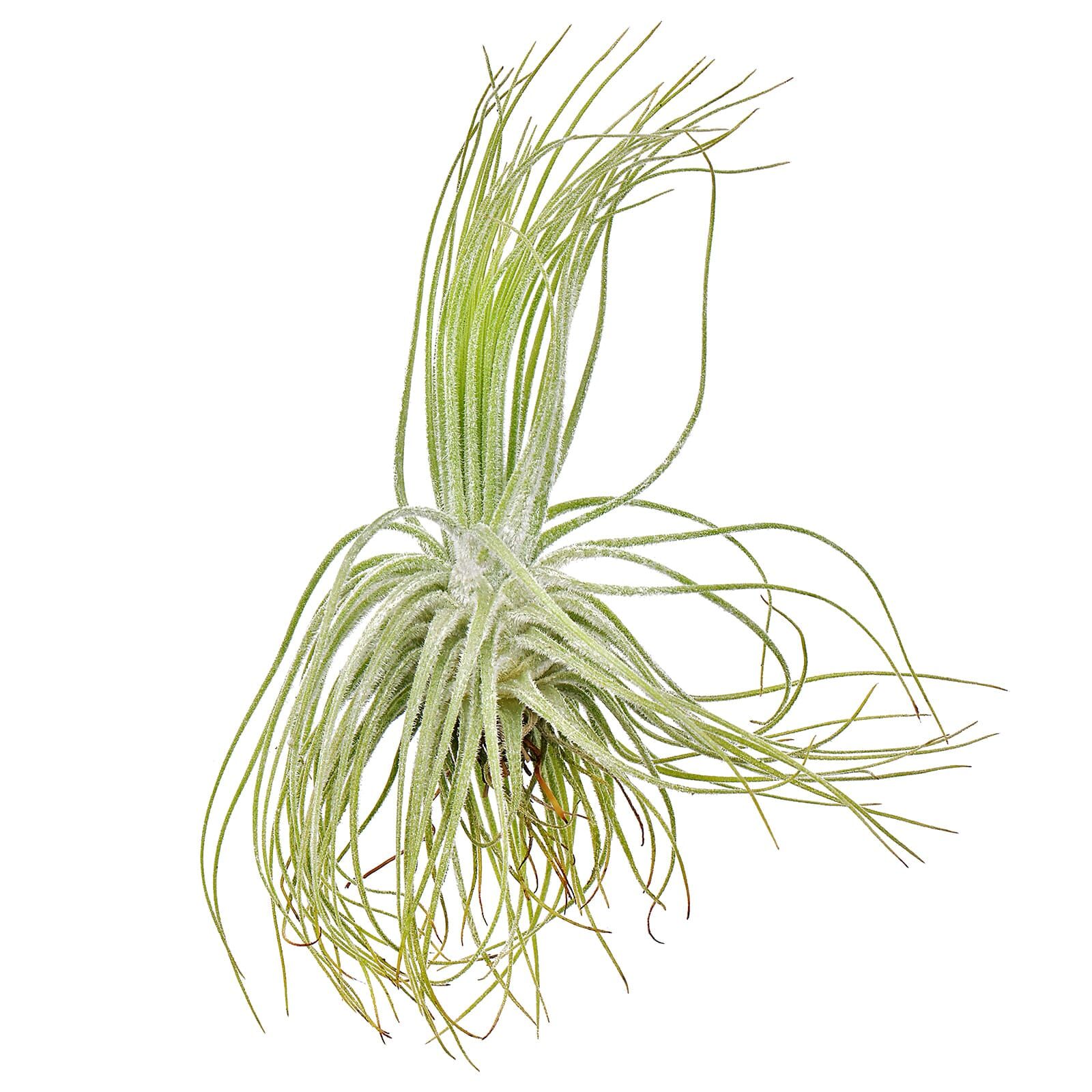 Tillandsia magnusiana - Single plant - S | Aquasabi - Aquascaping Shop