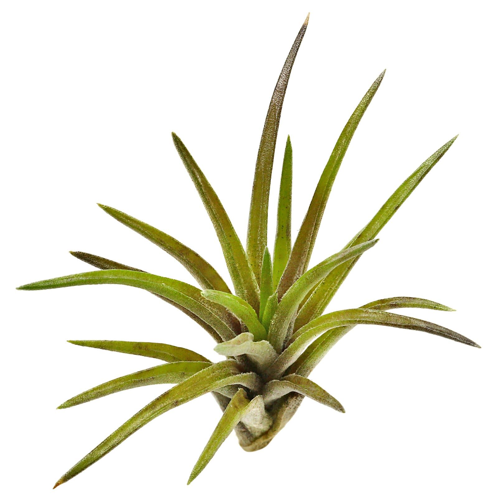 Tillandsia neglecta &quot;Rubra&quot;