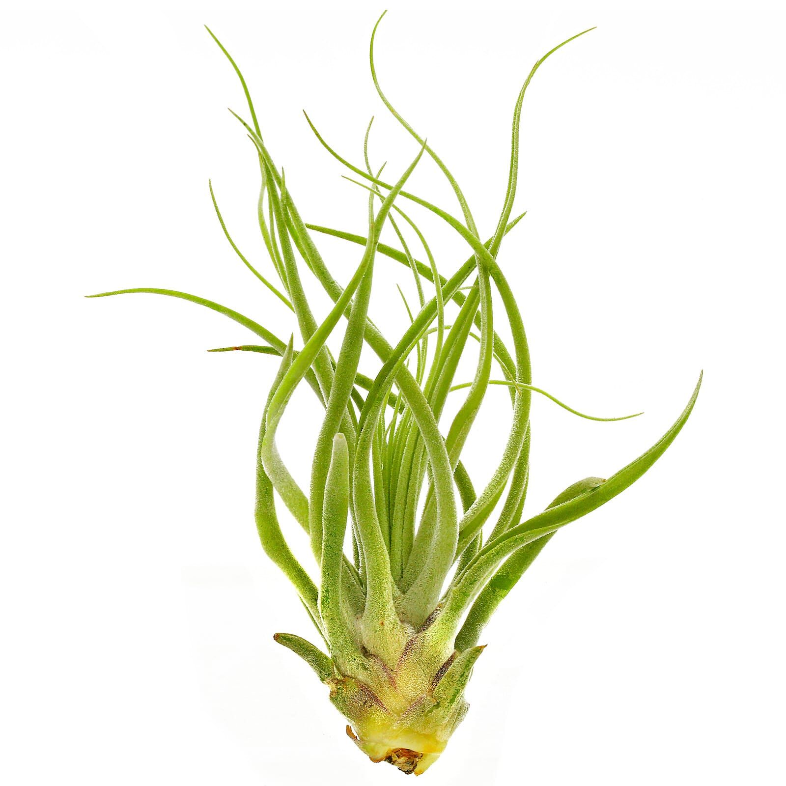 Tillandsia oaxacana