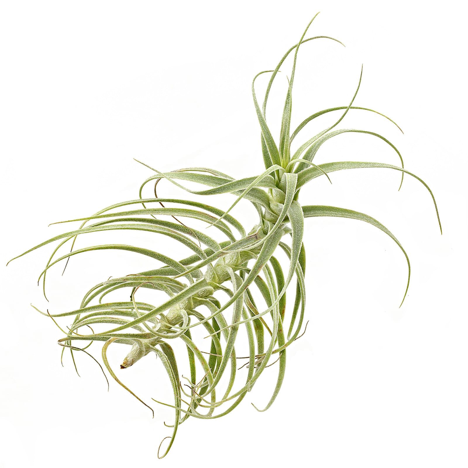 Tillandsia purpurea