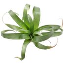 Tillandsia Samantha - Single plant - XL