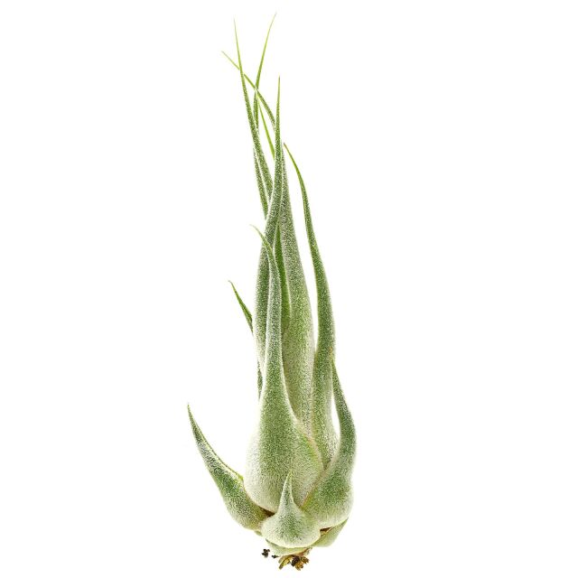 Tillandsia seleriana