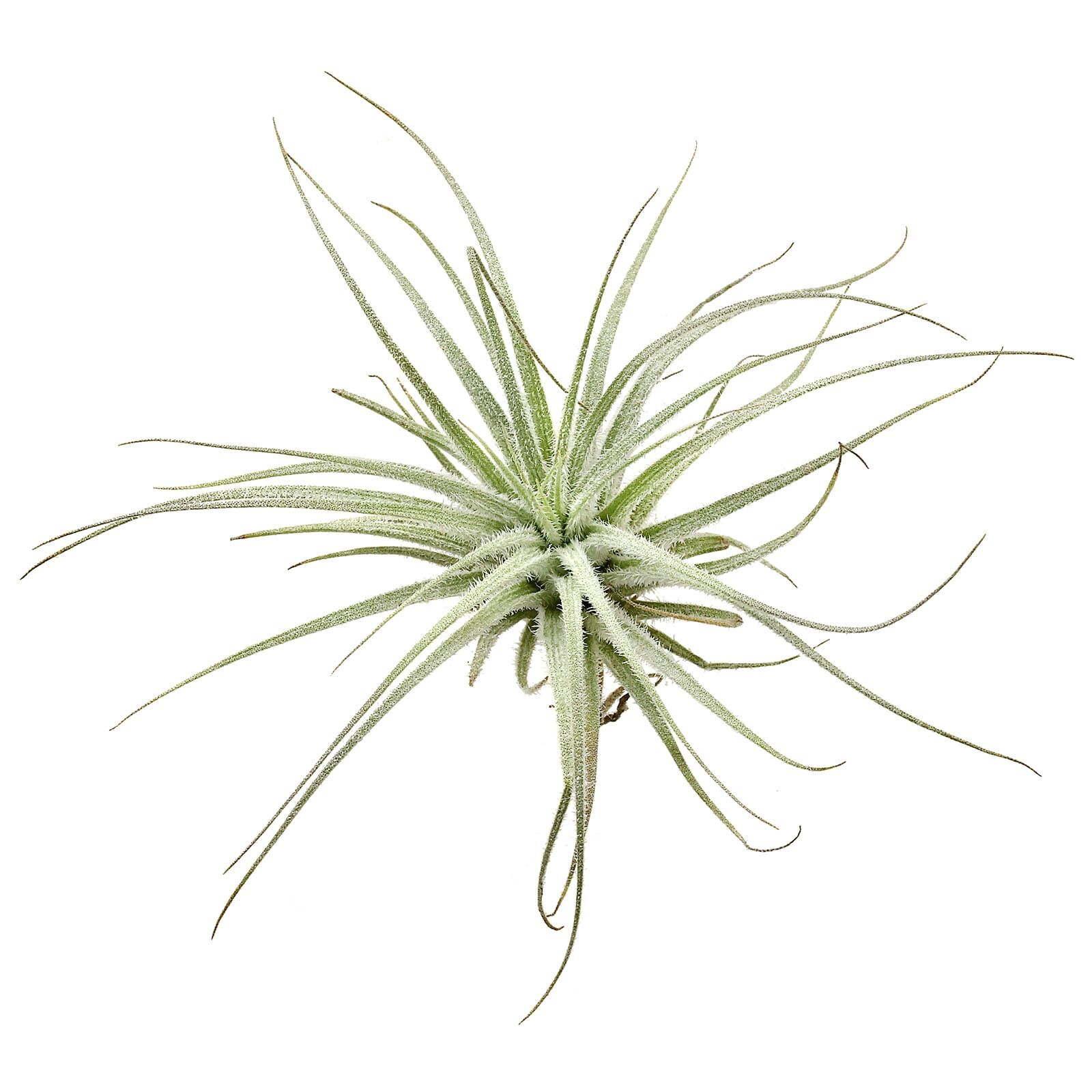 Tillandsia tectorum