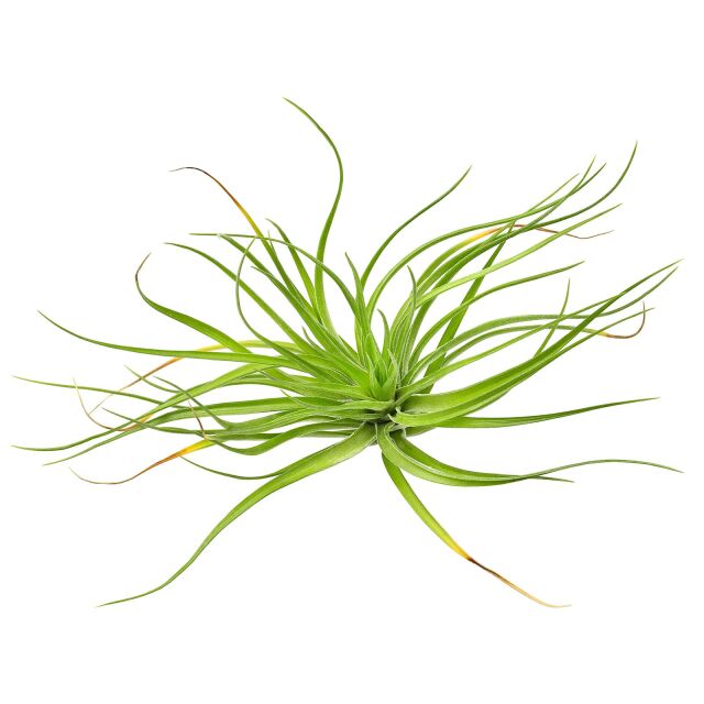 Tillandsia tenuifolia