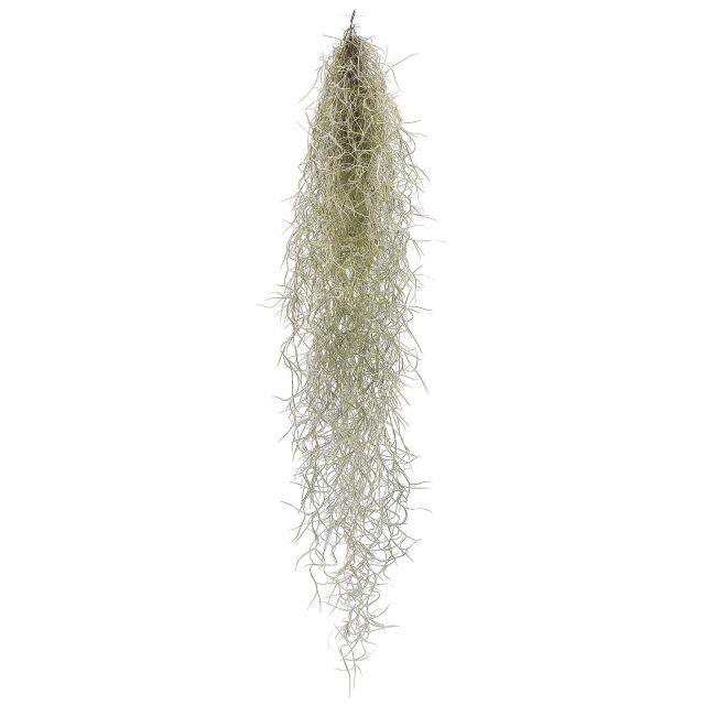 Tillandsia usneoides