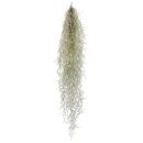 Tillandsia usneoides - XL - 90-100 cm