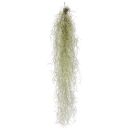 Tillandsia usneoides "Fine Green" - M - 50-60 cm