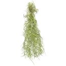 Tillandsia usneoides "Coase silver" - S - ca....