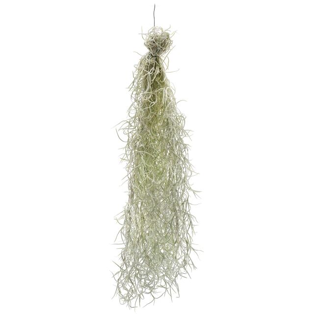 Tillandsia usneoides &quot;Grob Silber&quot;