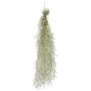 Tillandsia usneoides "Coase silver" - M - 50-60 cm